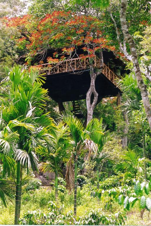 Tranquil Resort - BluSalzz Collection, Wayanad - Kerala