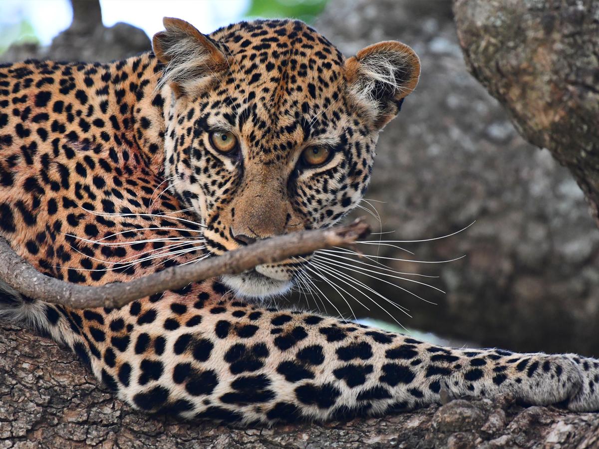 Serengeti Wild Camp
