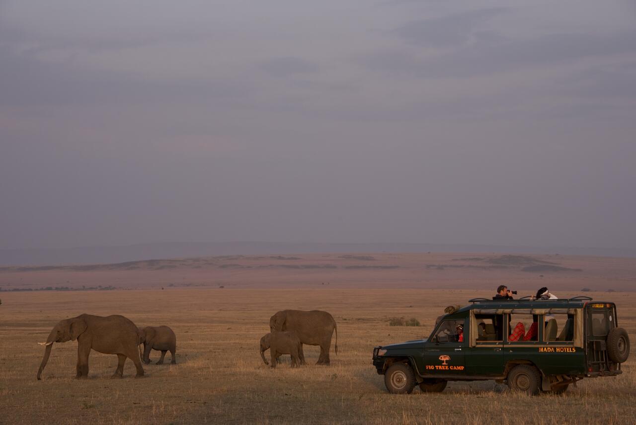Fig Tree Camp - Maasai Mara gallery