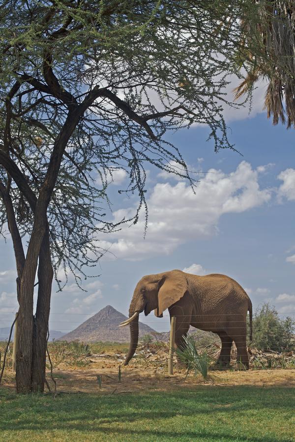 Ashnil Samburu Camp