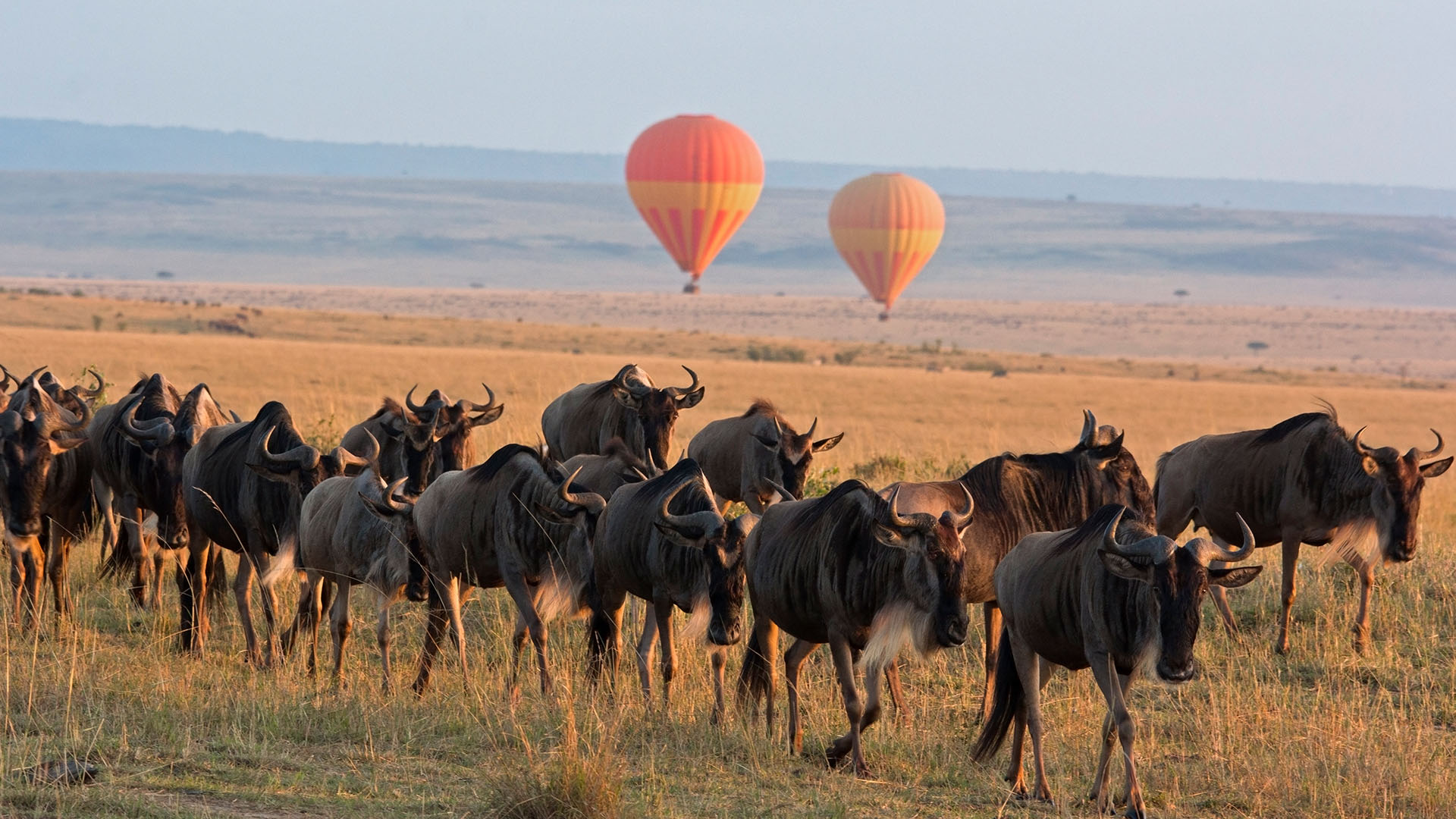 Serengeti Sojourn
