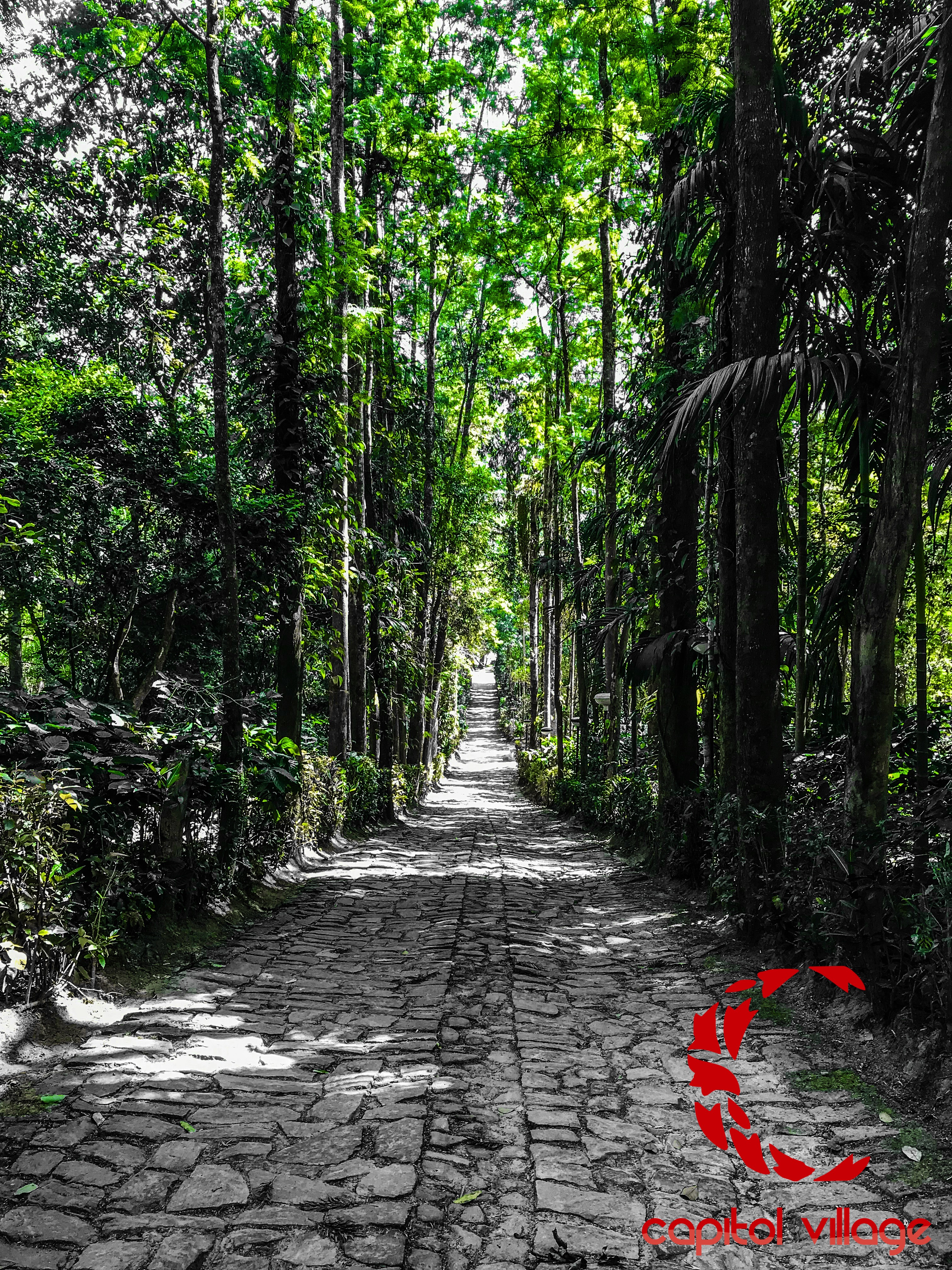 Capitol Village Resort, Coorg 5