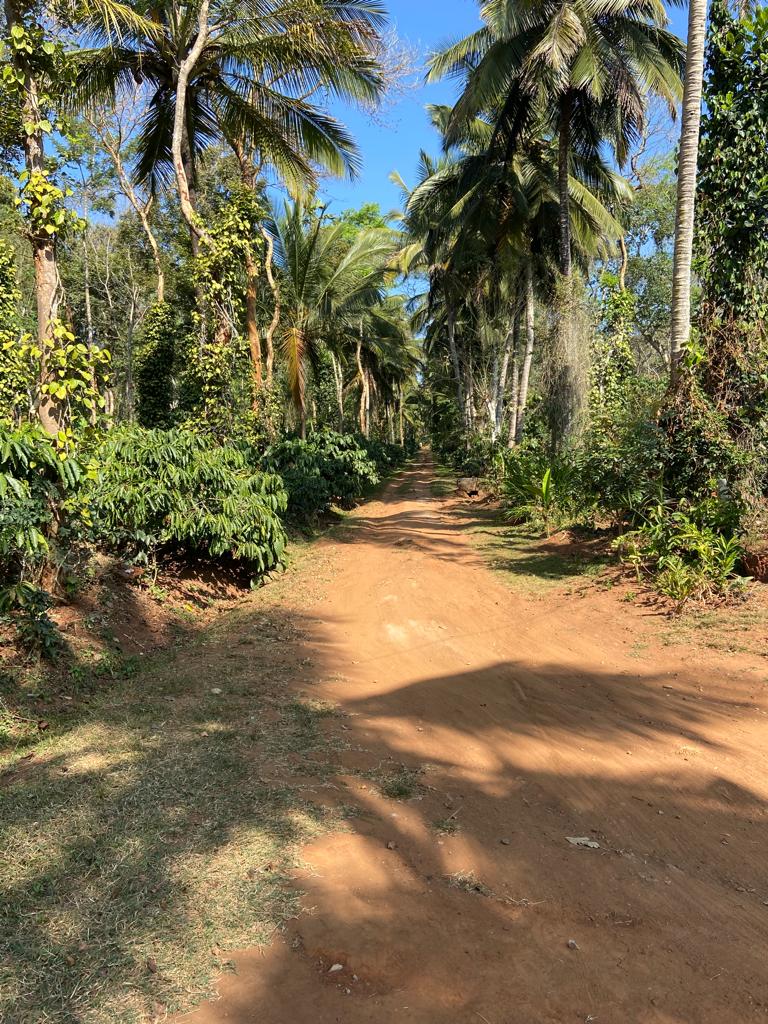 Mountain side retreat Near Tadiyandamol Hills, Coorg 3