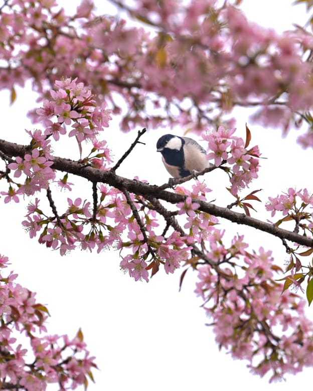 Nandakot Luxury Cottage