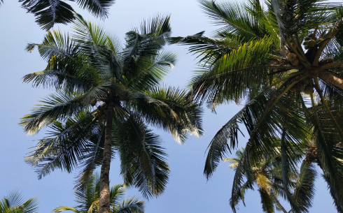 Papillon Beach Huts Palolem, Goa 2
