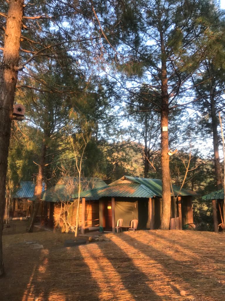Inde Pinewood Nirvana Shoghi Shimla, Shimla 5