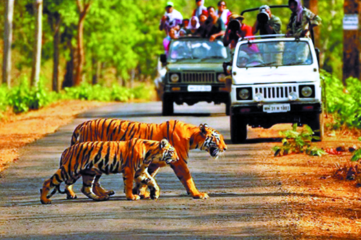 صن ريزورت باندهافجار, Bandhavgarh 4