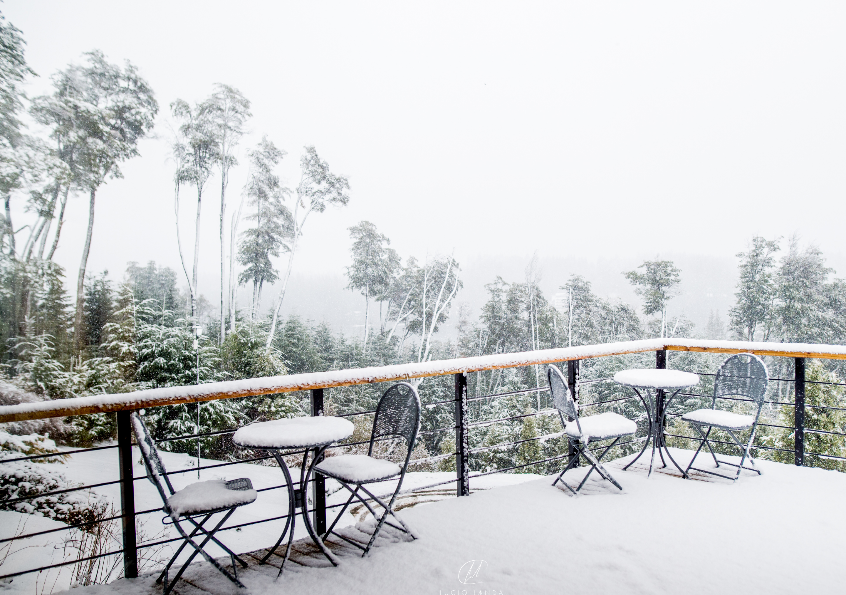 El Bosque by Dot Tradition — foto 2